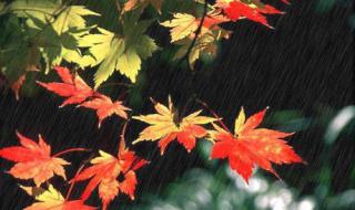 描写秋的声音的诗句 描写秋雨的诗句